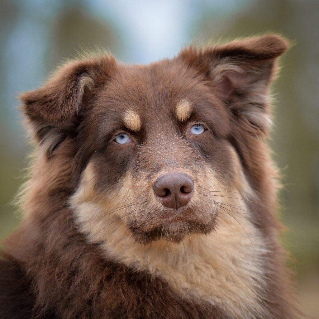 dog, australian shepherd, pet, portrait, animal, eyes, brown, sweet